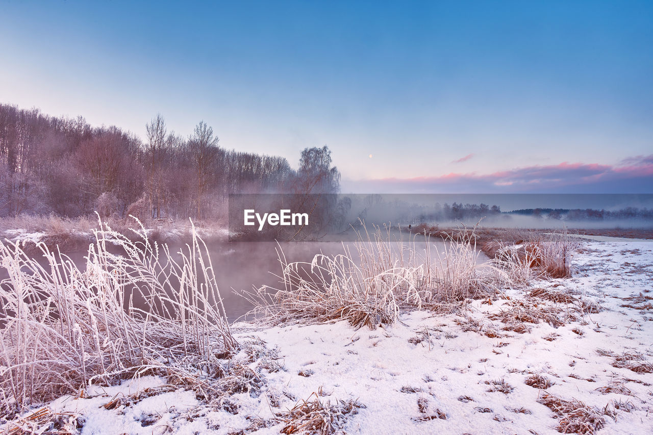 Dawn on winter riverbank. frost on grass, cane. snowy rural road. january fog. forest river sunrise.