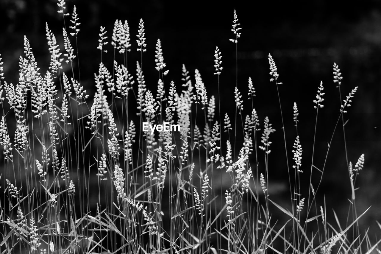 Plants growing outdoors