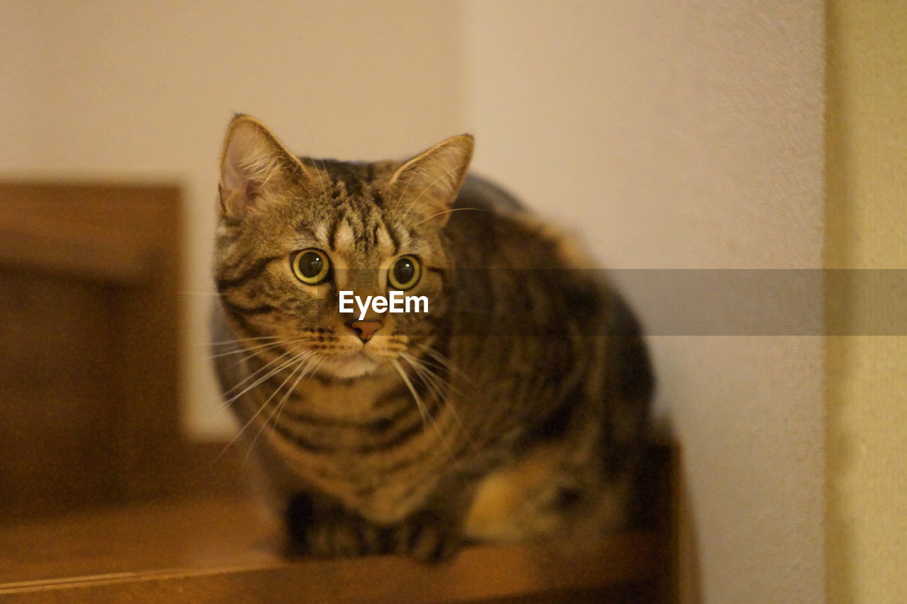 Close-up portrait of tabby cat at home