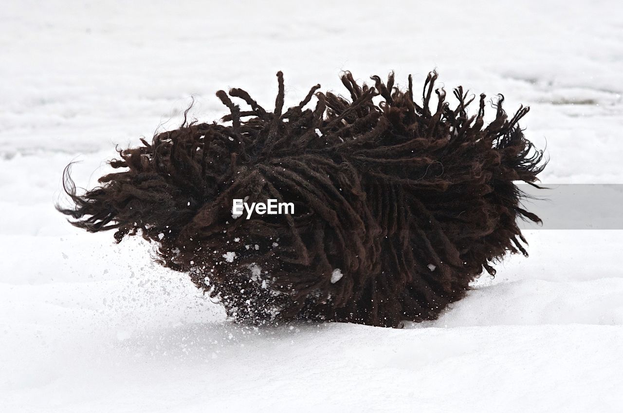 Close-up of dead plant in snow