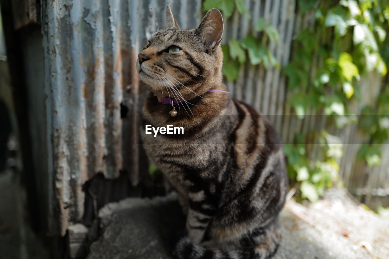 PORTRAIT OF A CAT SITTING OUTDOORS