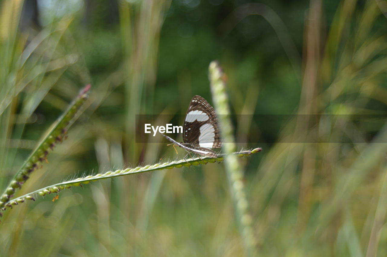 Close-up of butterfly perching on grass