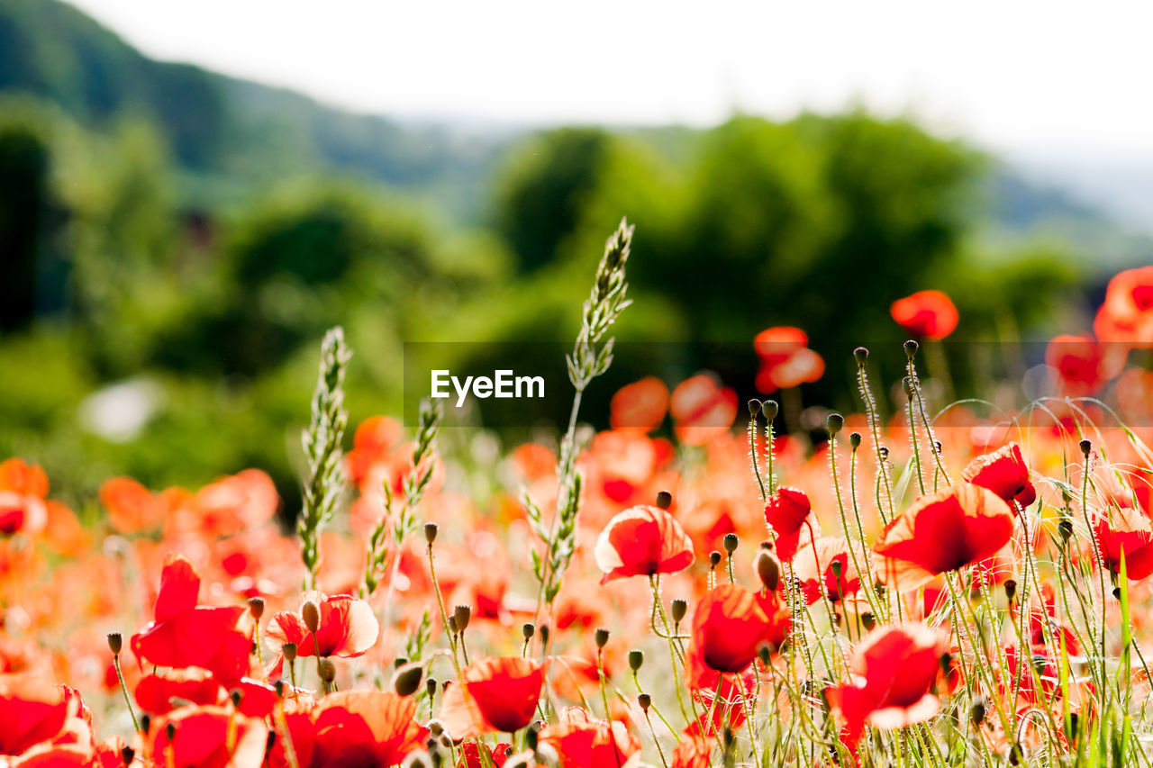 Close-up of red flower blooming in field during sunny day