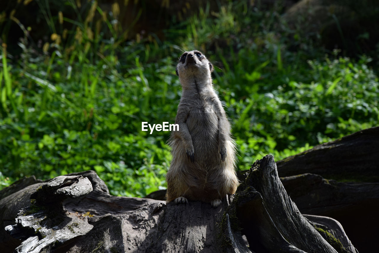 VIEW OF AN ANIMAL ON ROCK