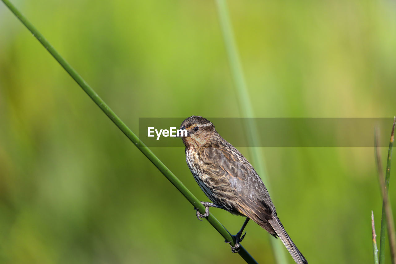 Brown female red-wing blackbird agelaius phoeniceus perches on the tall reeds and grass in a pond 