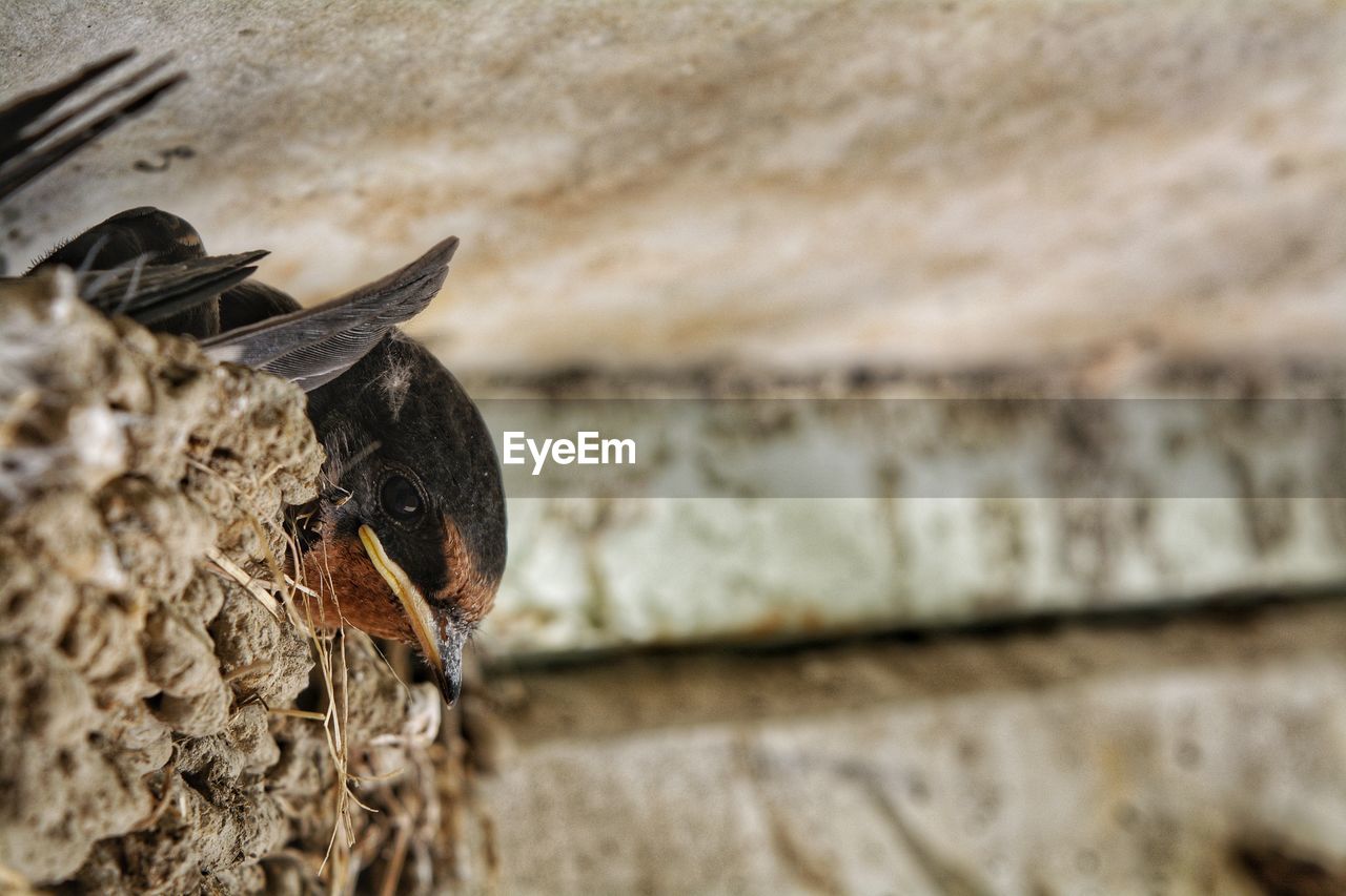 Close-up of bird