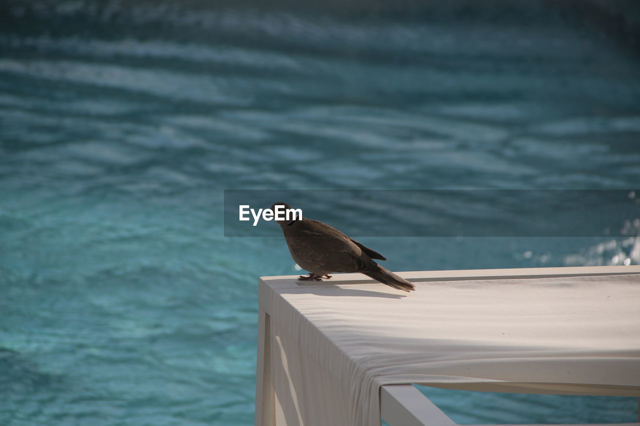 High angle view of bird perching on wooden railing