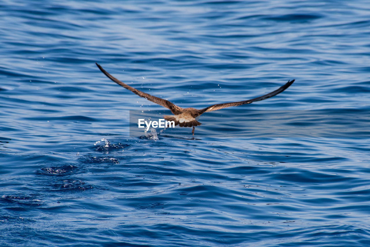 SEAGULL FLYING OVER A SEA