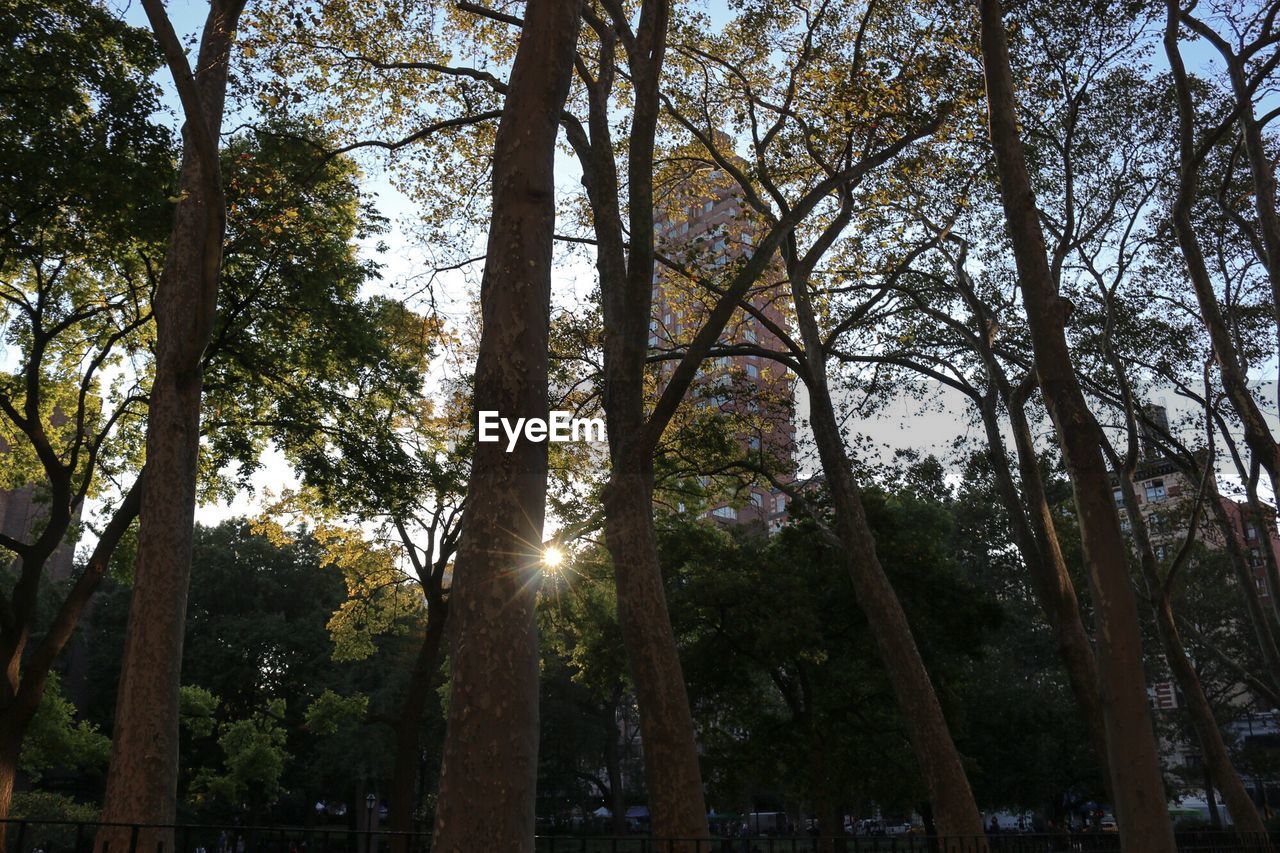 VIEW OF TREES AGAINST SKY