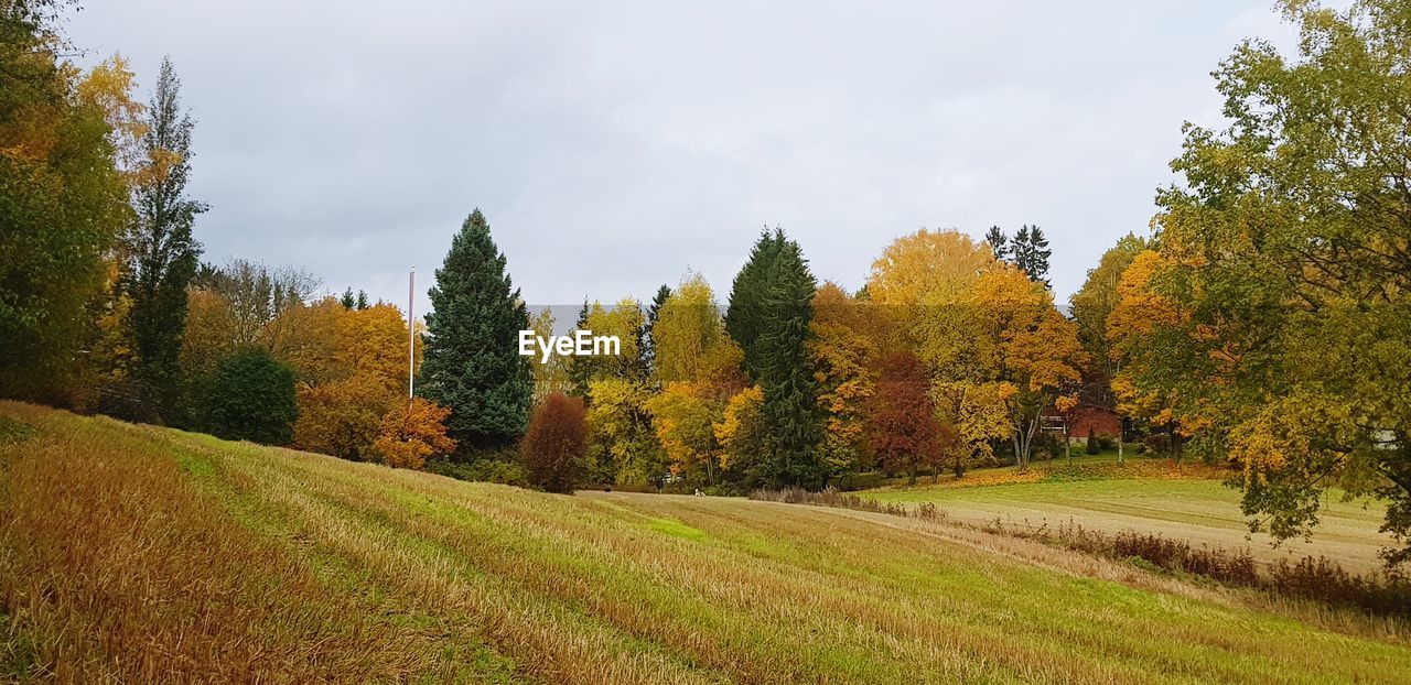 PANORAMIC SHOT OF TREES ON FIELD AGAINST SKY