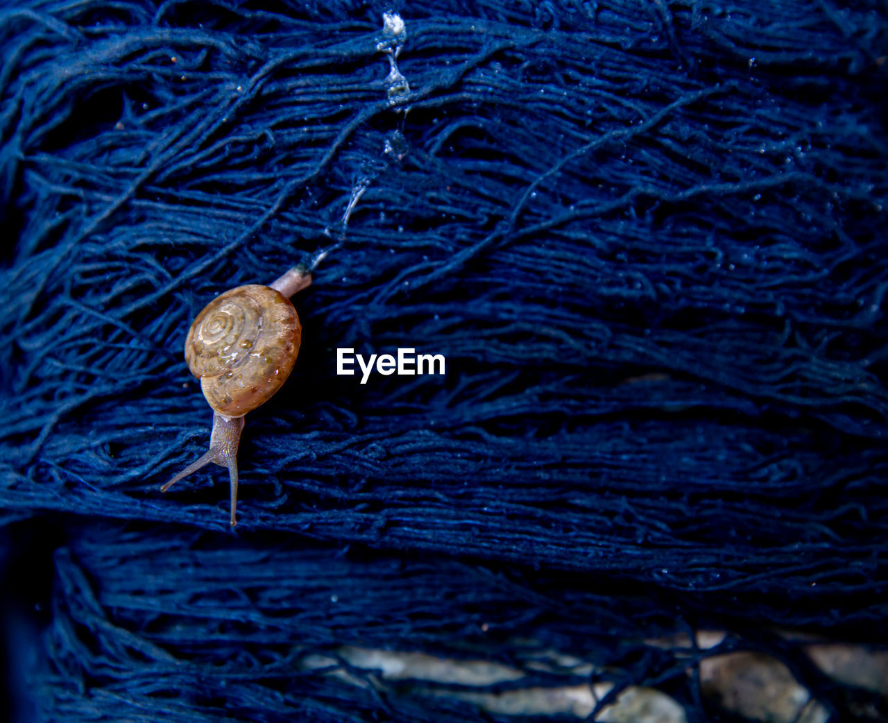 HIGH ANGLE VIEW OF SNAIL ON DRY LEAF