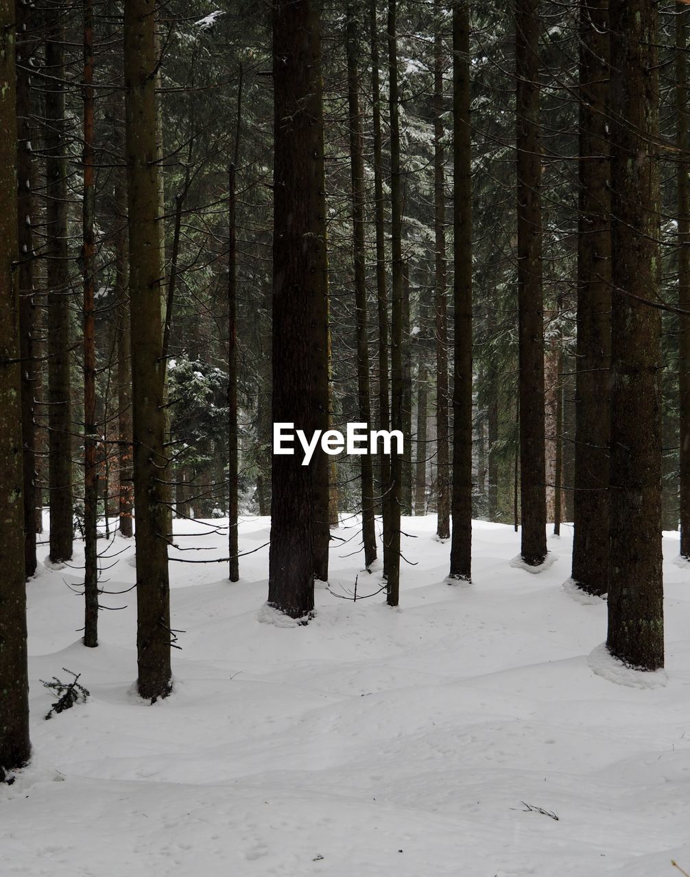 Trees in forest during winter