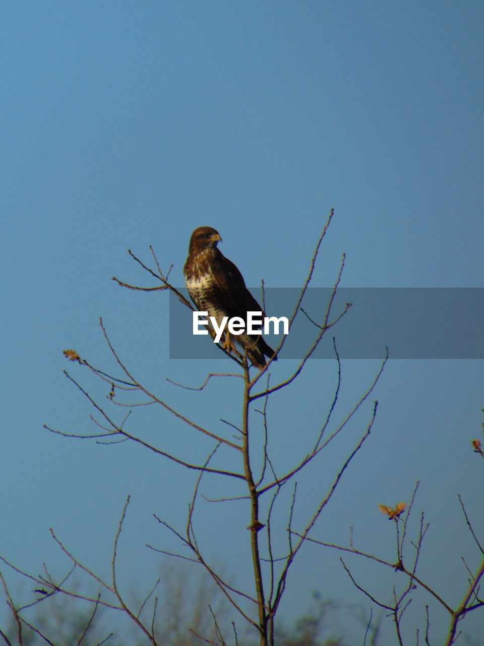 BIRDS PERCHING ON TREE AGAINST CLEAR SKY