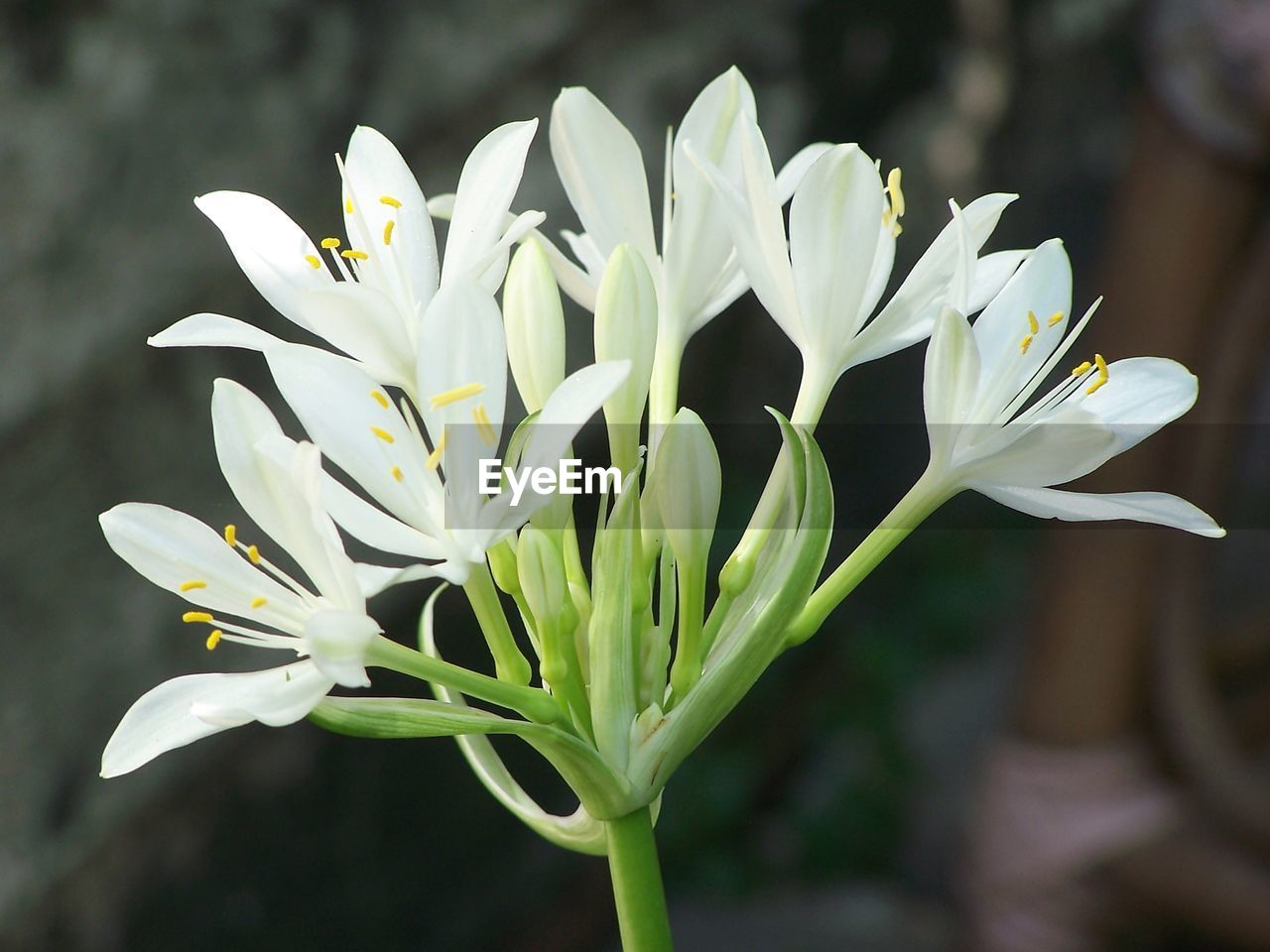 CLOSE-UP OF WHITE FLOWERS