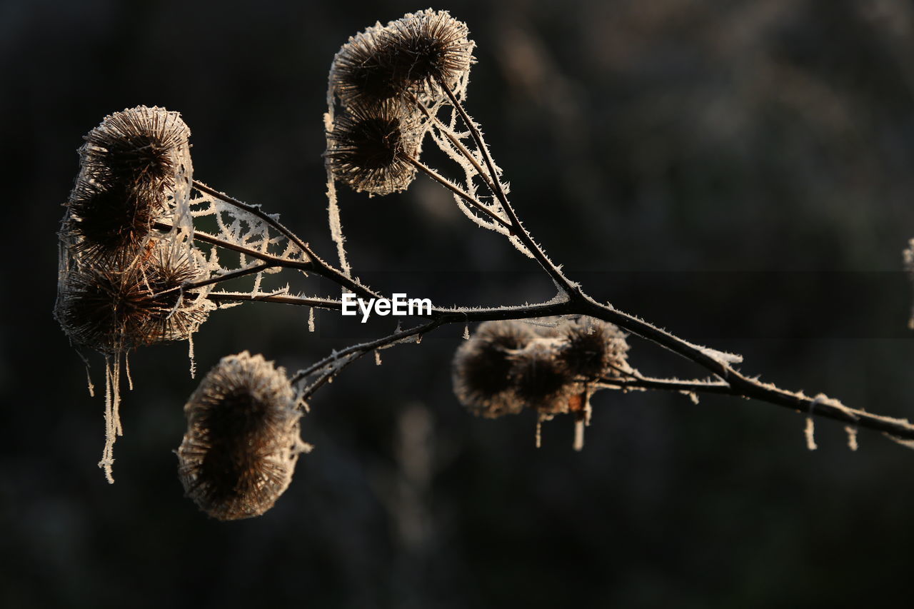 Close-up of dried plant