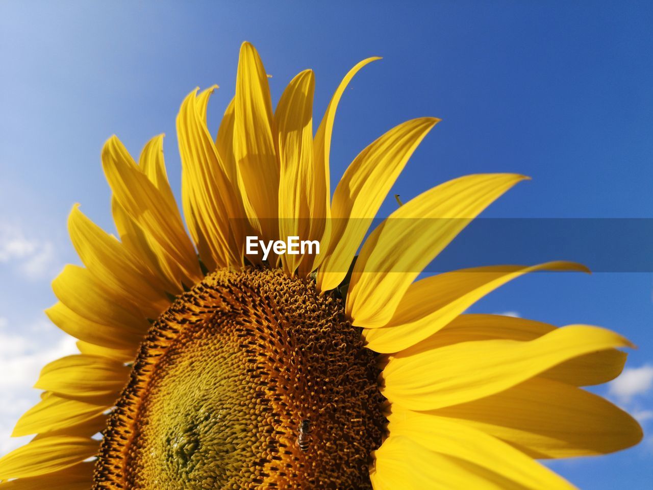 Close-up of sunflower against sky