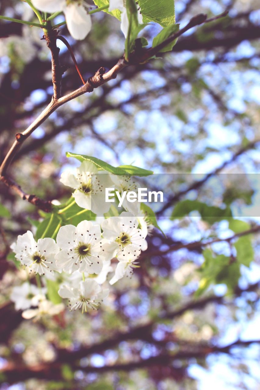 LOW ANGLE VIEW OF CHERRY BLOSSOMS IN SPRING