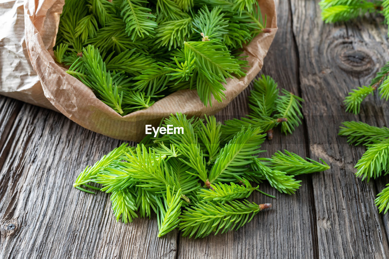 HIGH ANGLE VIEW OF GREEN PLANT ON TABLE