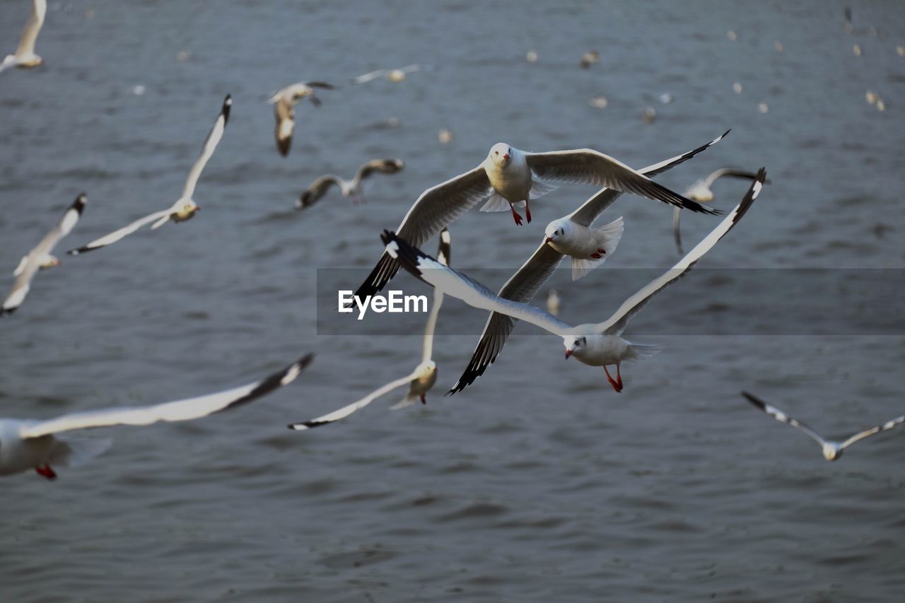 Seagulls flying over sea