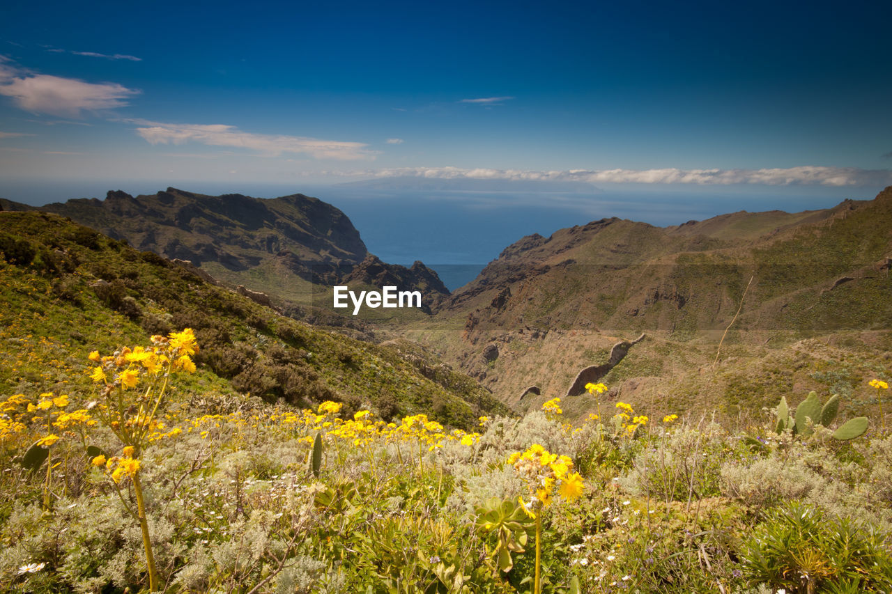 Yellow flowers growing on landscape against sky