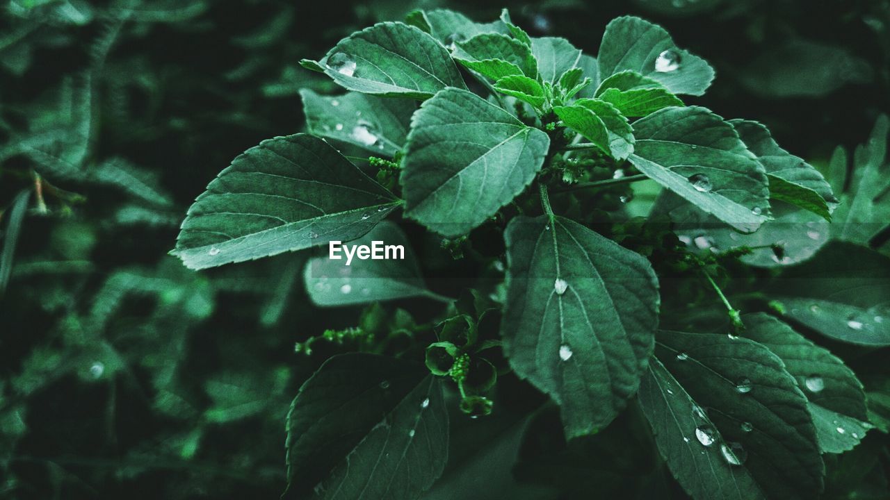 Close-up of wet plant leaves