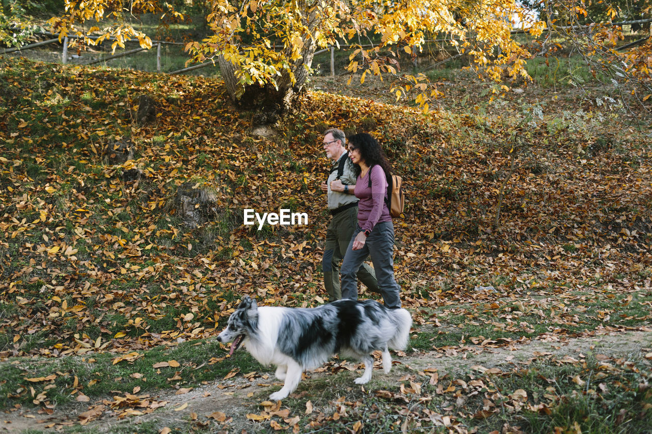 Full body side view of positive mature couple wearing casual outfits strolling together with adorable australian shepherd in sunny autumn park