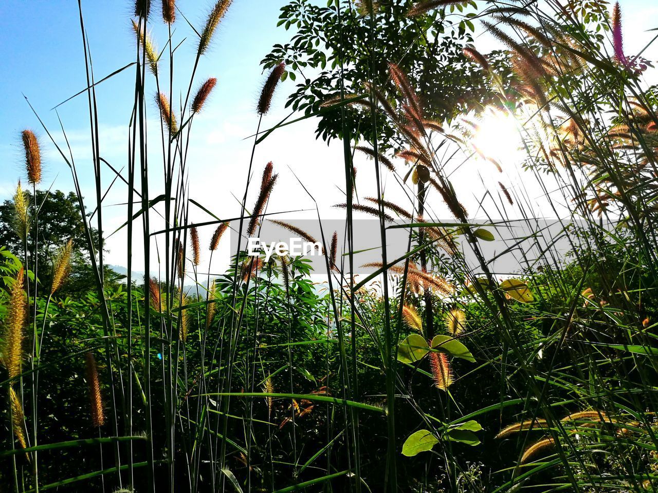 LOW ANGLE VIEW OF PLANT AGAINST SKY