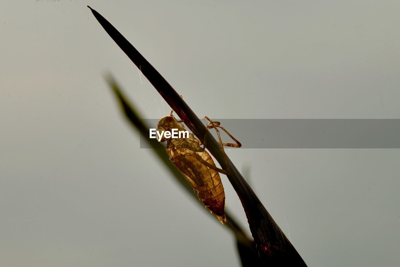 CLOSE-UP OF INSECT ON LEAF