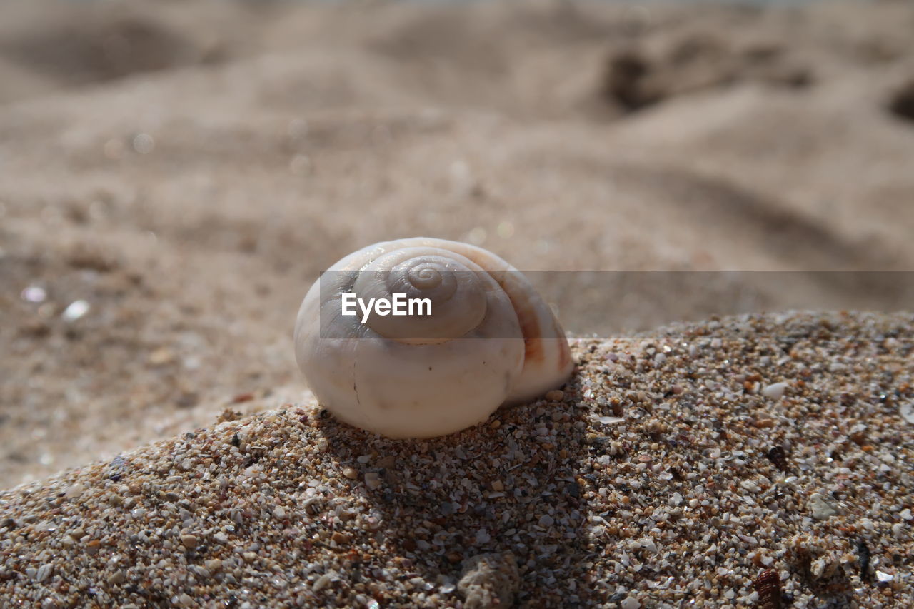 CLOSE-UP OF SNAIL ON BEACH