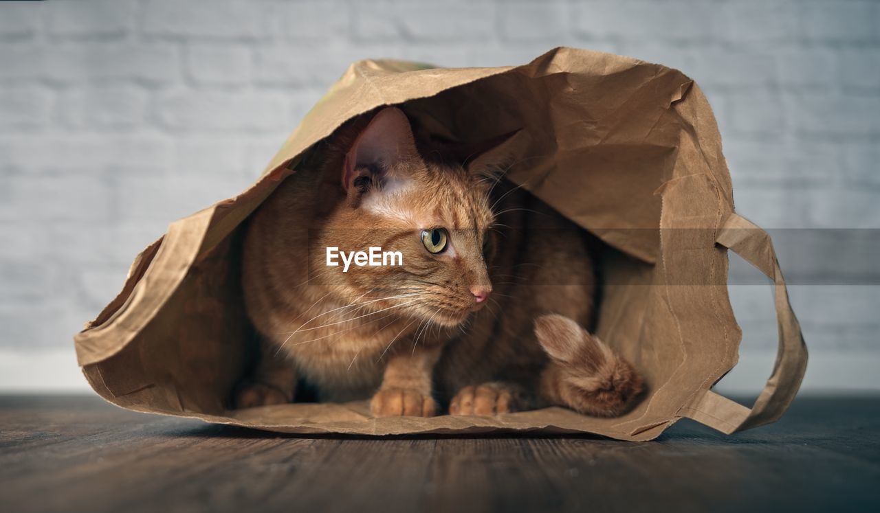 Close-up of cat in paper shopping bag