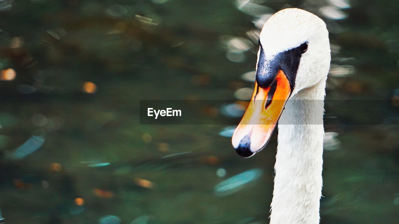 Close-up of swan swimming in lake