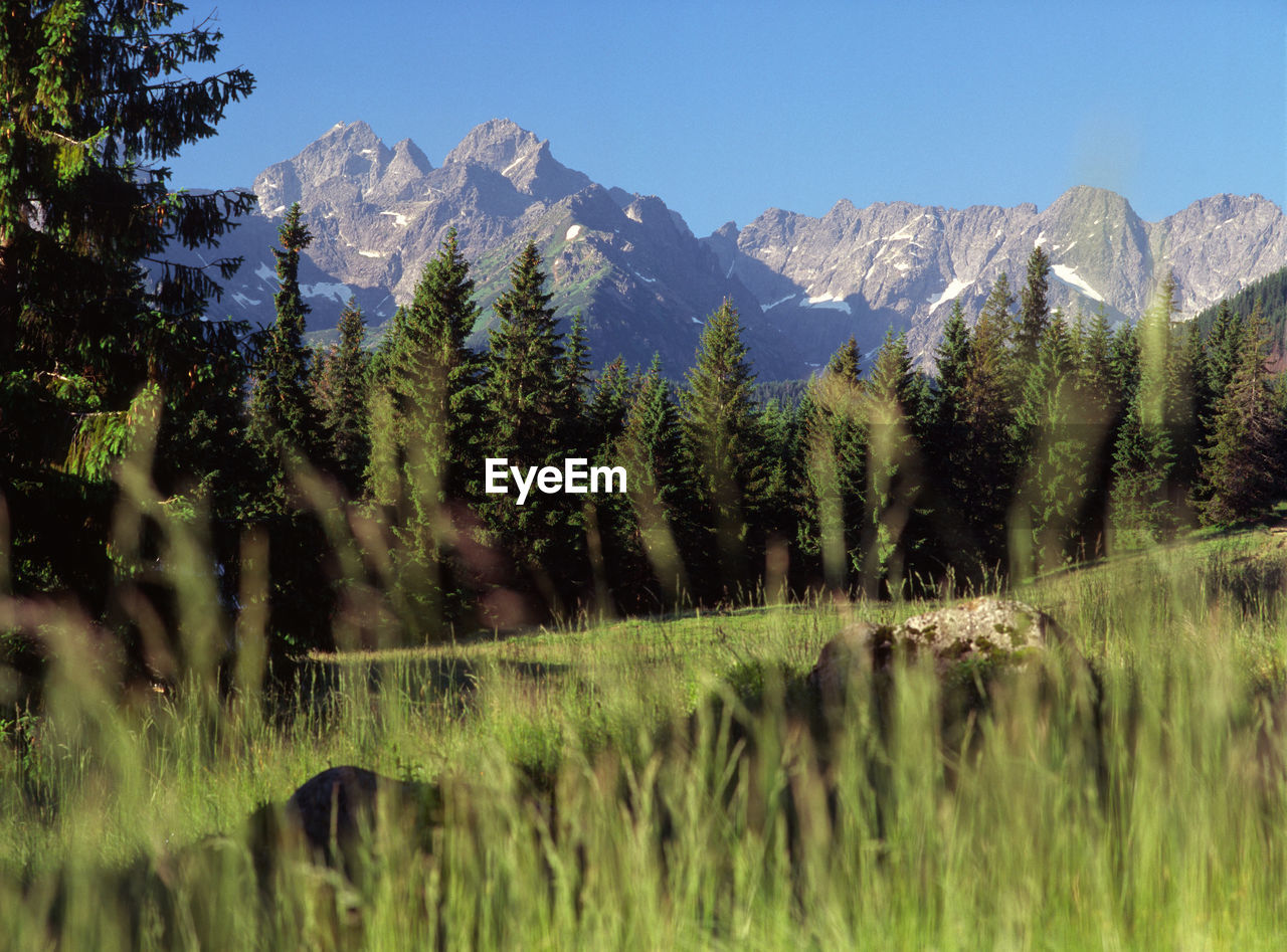 Scenic view of trees and mountains against sky