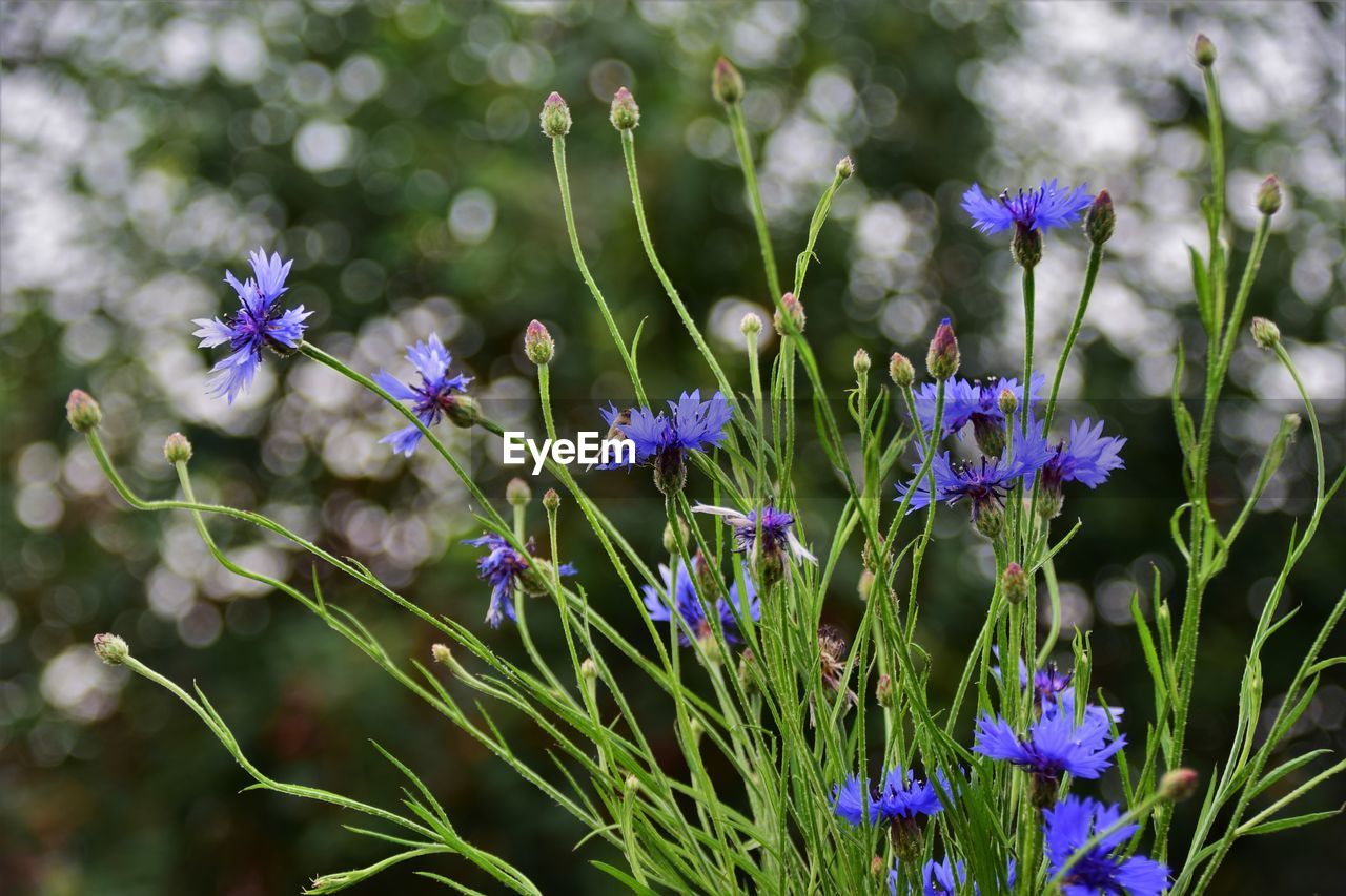 Close-up of purple flowering plants on field