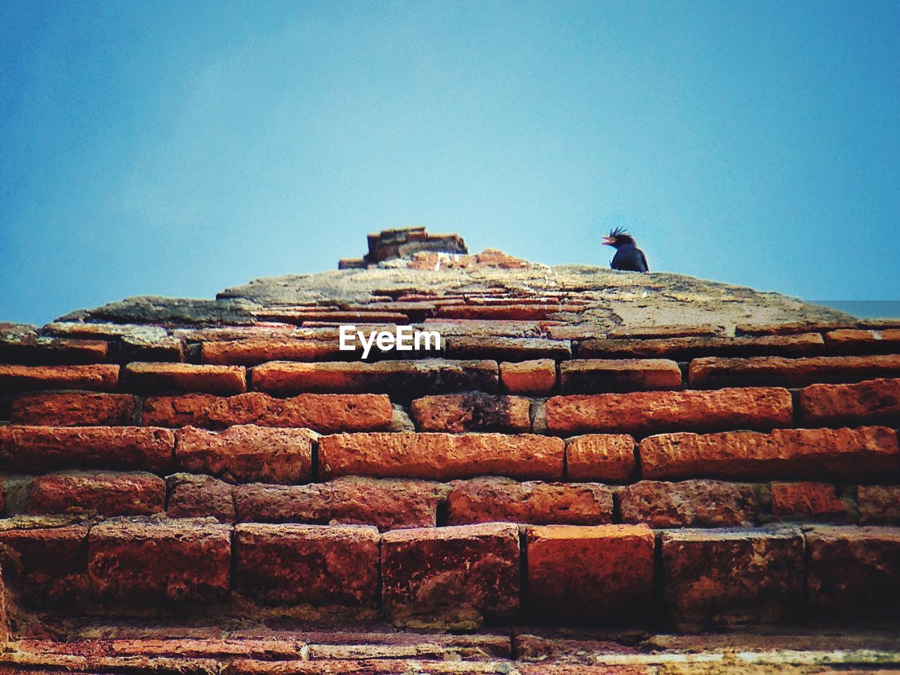 Low angle view of bird perching on brick wall against clear blue sky