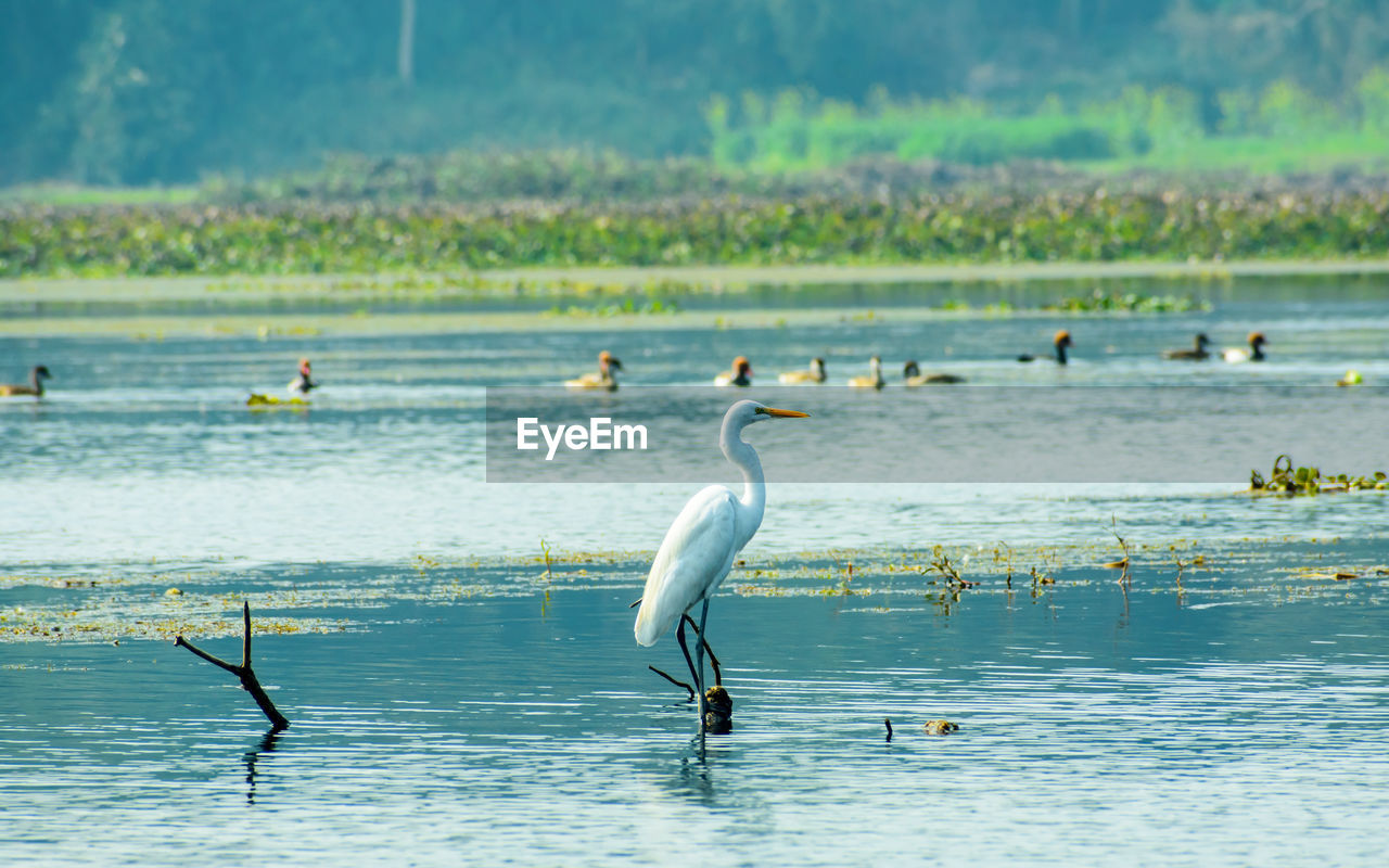Birds on a lake