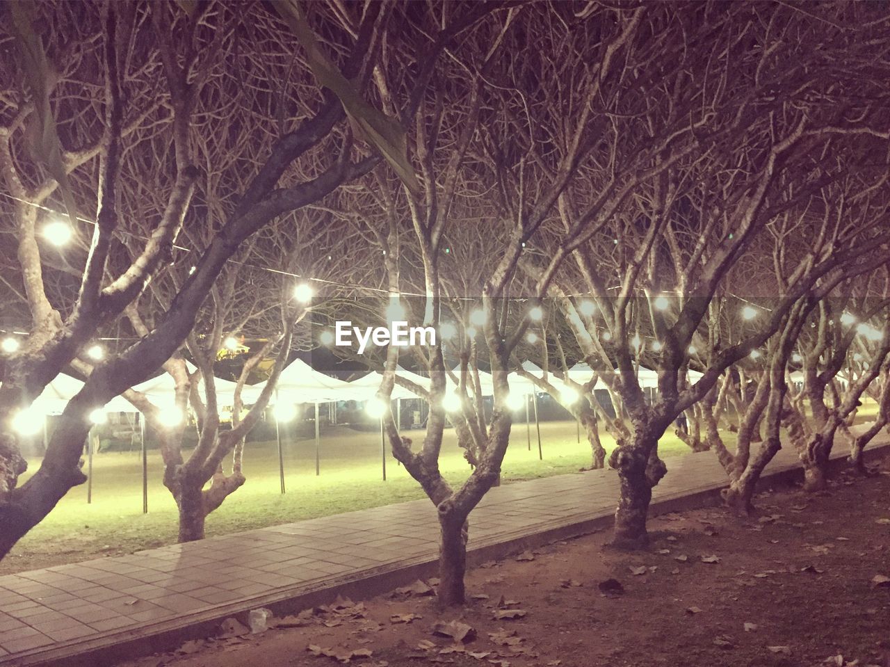 BARE TREES AGAINST SKY AT NIGHT