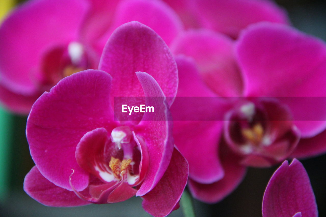 Close-up of moth orchids blooming at park