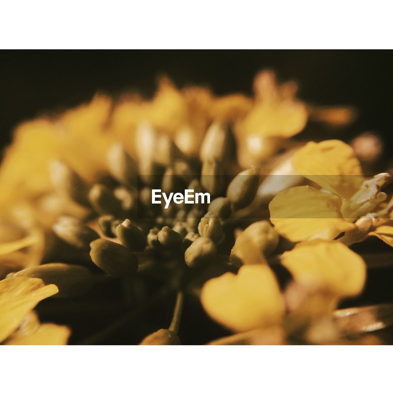 flower, yellow, freshness, flowering plant, plant, petal, close-up, nature, beauty in nature, transfer print, no people, growth, auto post production filter, flower head, food, leaf, selective focus, food and drink, inflorescence, fragility, studio shot, indoors, macro photography