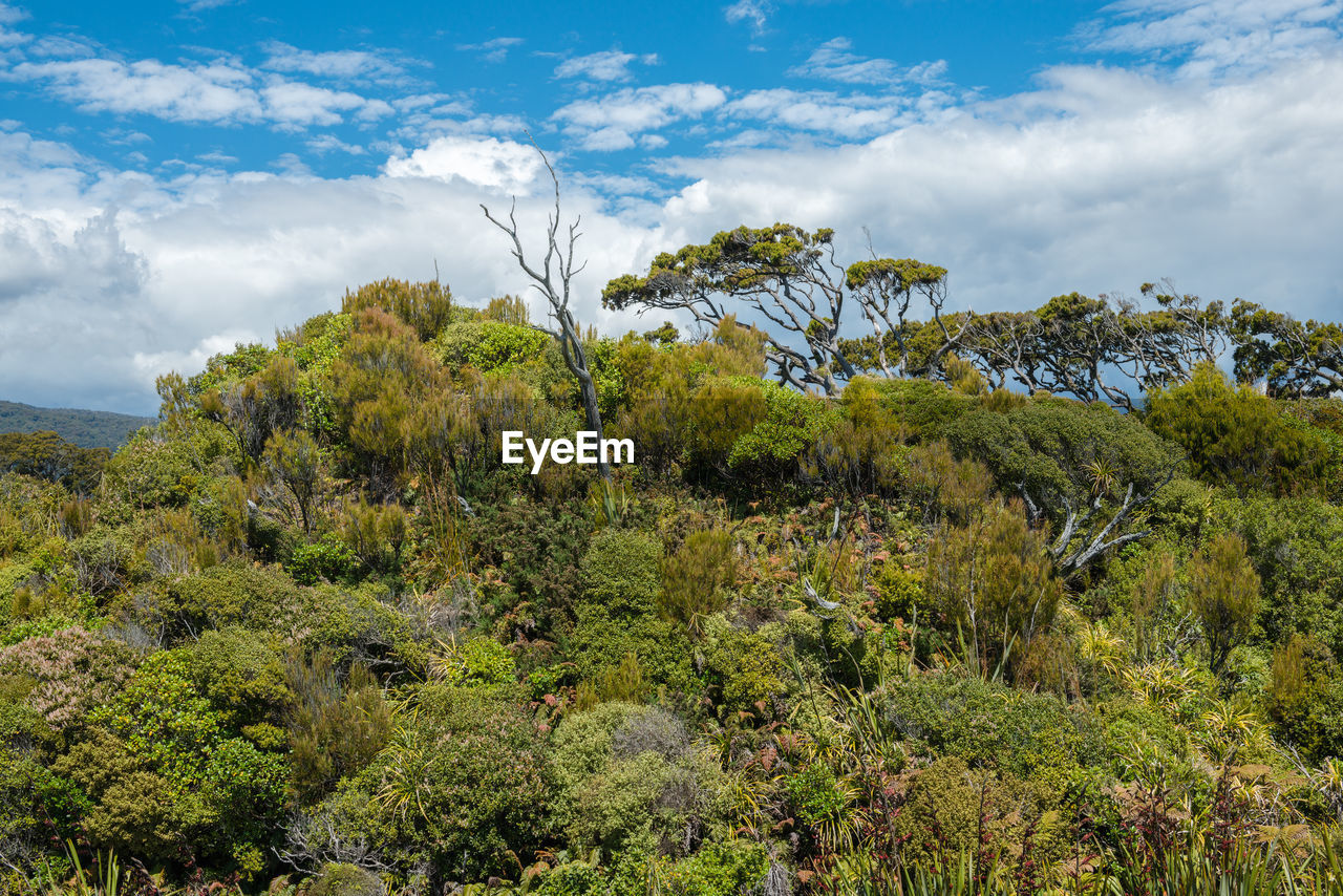 PLANTS ON LAND AGAINST SKY