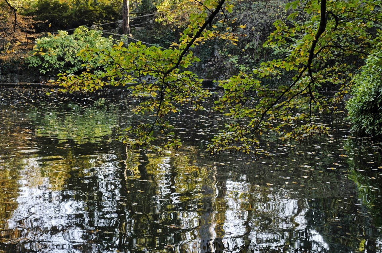 TREES BY LAKE IN FOREST