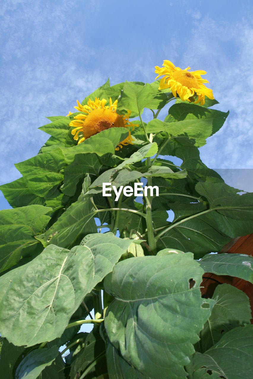 CLOSE-UP OF YELLOW FLOWERS BLOOMING IN PARK