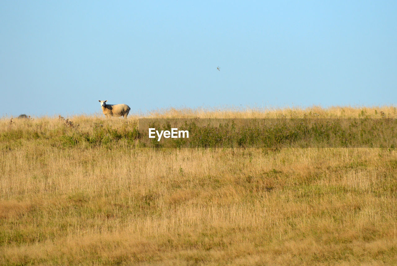 Sheep standing in a field