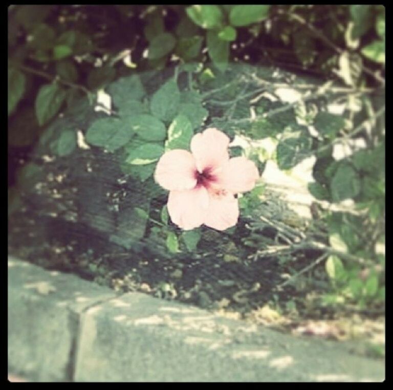 CLOSE-UP OF PINK FLOWERS BLOOMING IN PARK