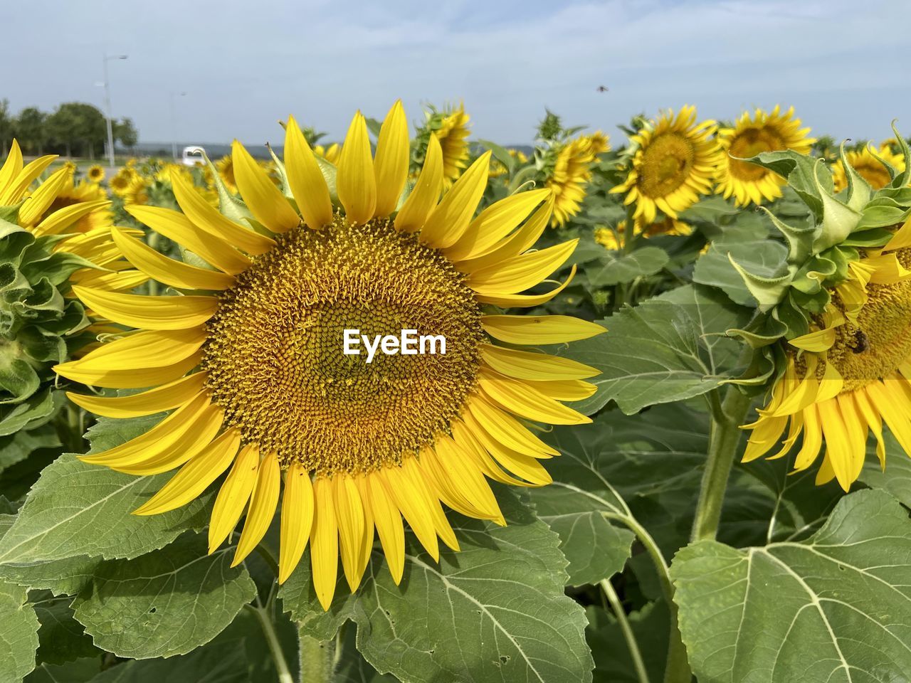 Close-up of sunflower