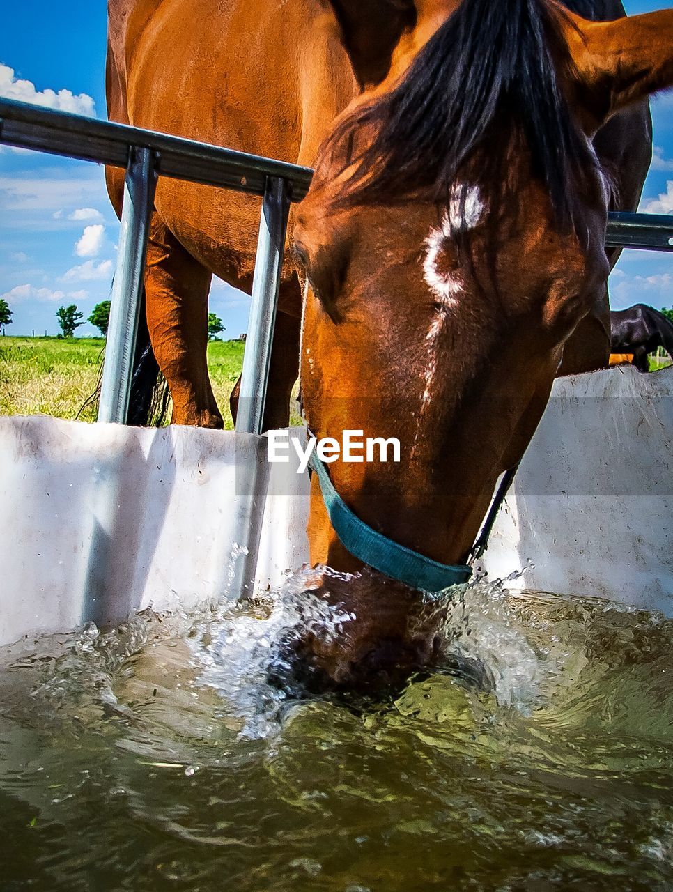 VIEW OF HORSE DRINKING WATER FROM RANCH
