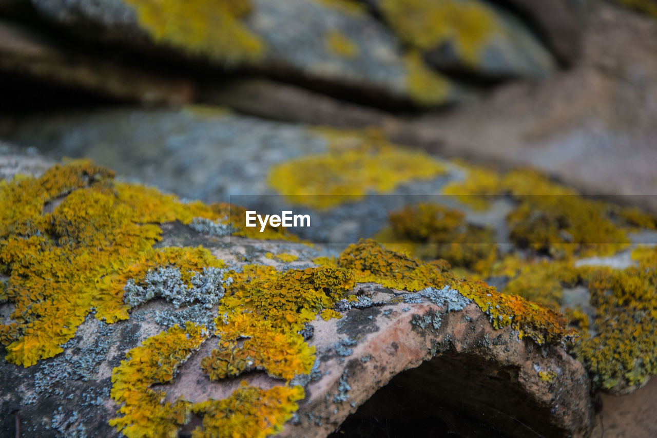 CLOSE-UP OF YELLOW ROCK ON MOSS