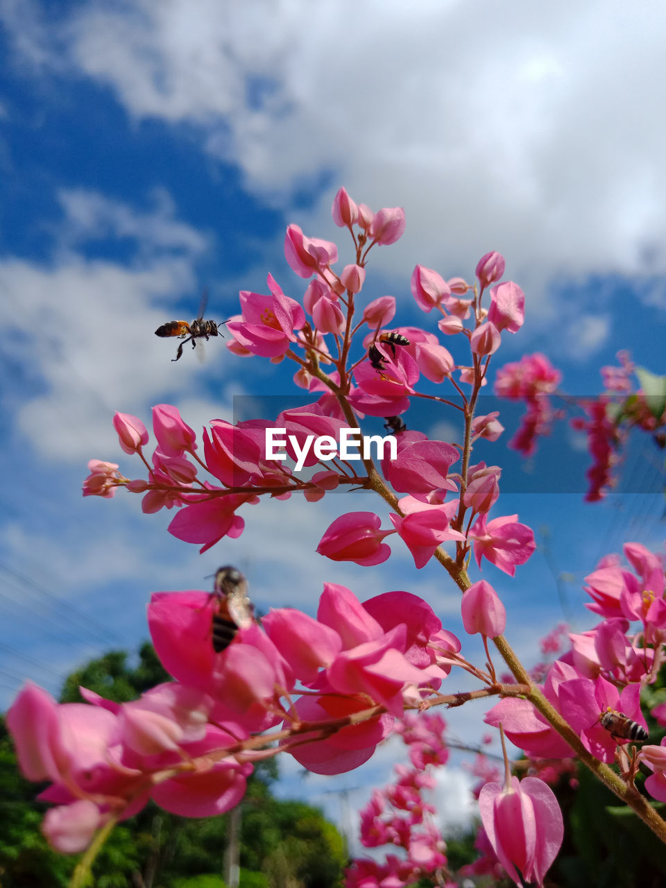 CLOSE-UP OF PINK FLOWER