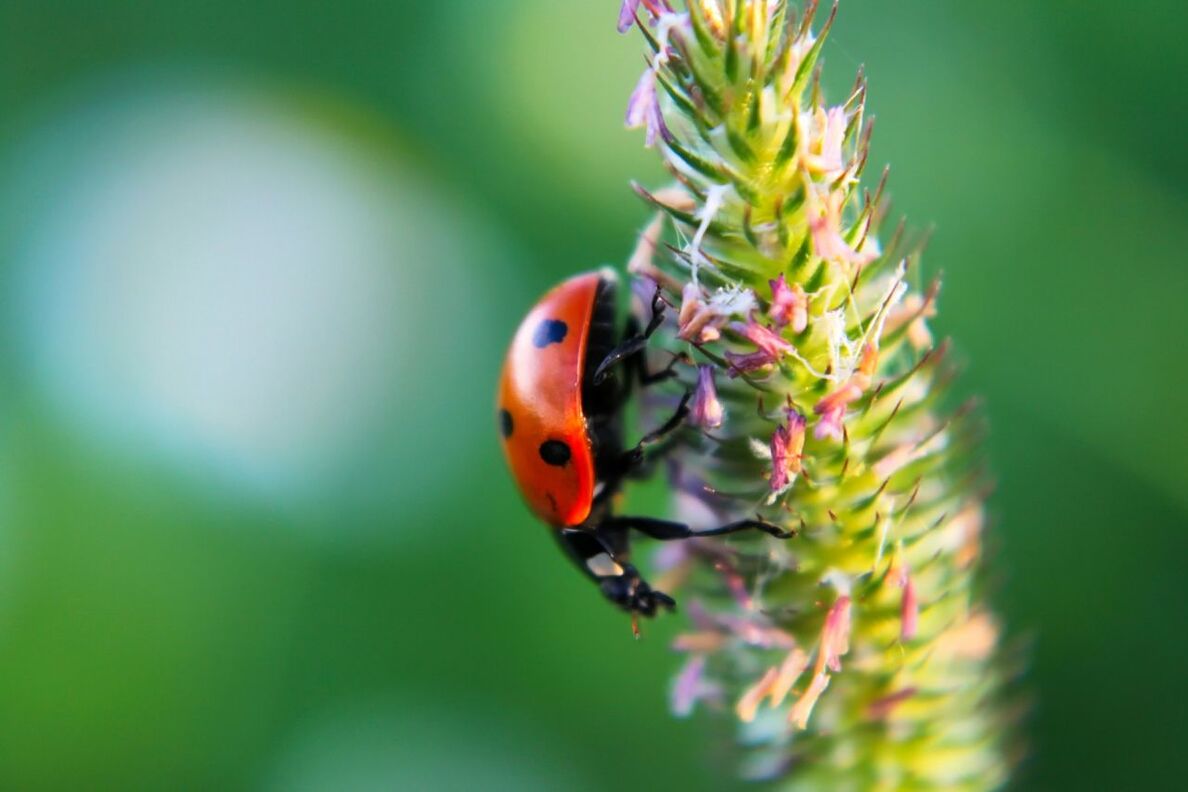 Ladybug on flower outdoors