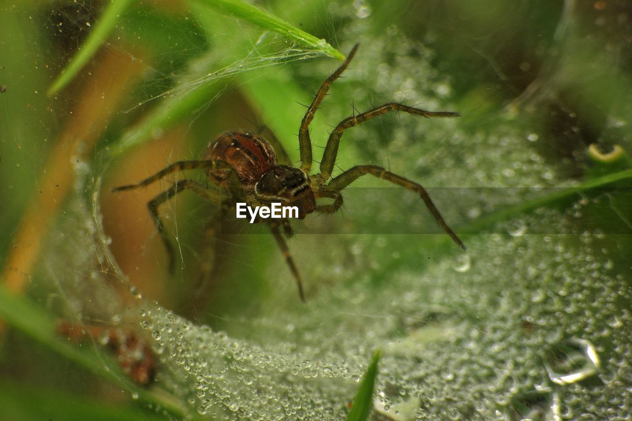 Close-up of spider on web