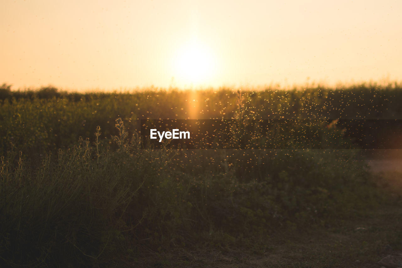 CLOSE-UP OF GRASS ON FIELD AGAINST CLEAR SKY DURING SUNSET